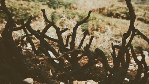 Plant growing on tree stump