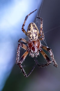 Close-up of spider on web