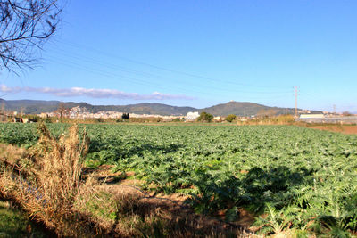 Scenic view of field against clear blue sky