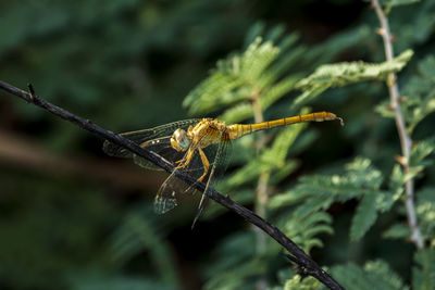 Close-up of dragonfly resting  on plant at the local nature reserve