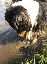 Close-up of bird drinking water