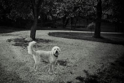 Dog standing on grassy field