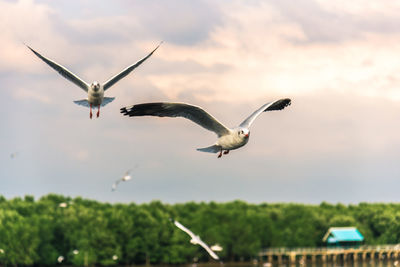 Seagulls flying in sky