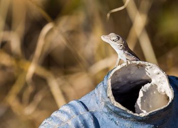 Close-up of lizard