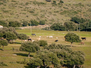 Scenic view of agricultural field