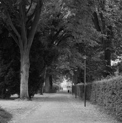 Bare trees in park