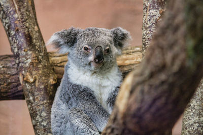 Close-up portrait of an animal