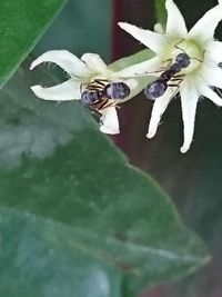 Close-up of insect on flower