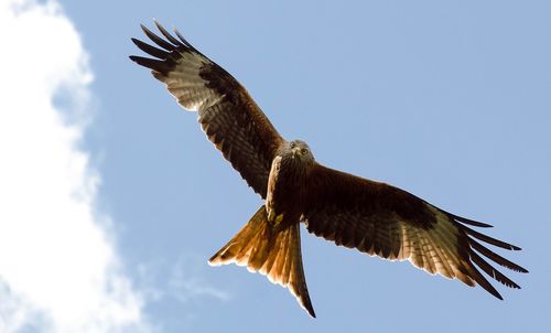 Low angle view of eagle flying against sky