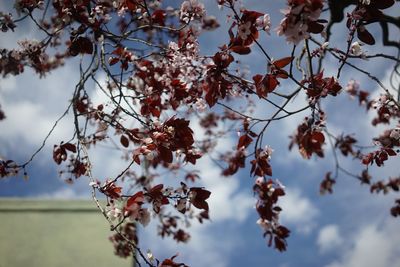 Low angle view of flowers on tree