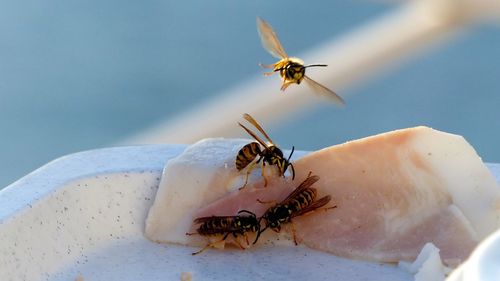 Close-up of wasps flying