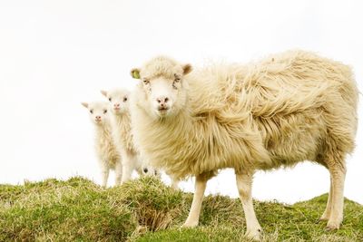 Portrait of sheep and lamb against sky