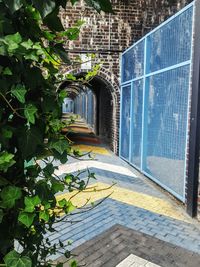 Plants against building