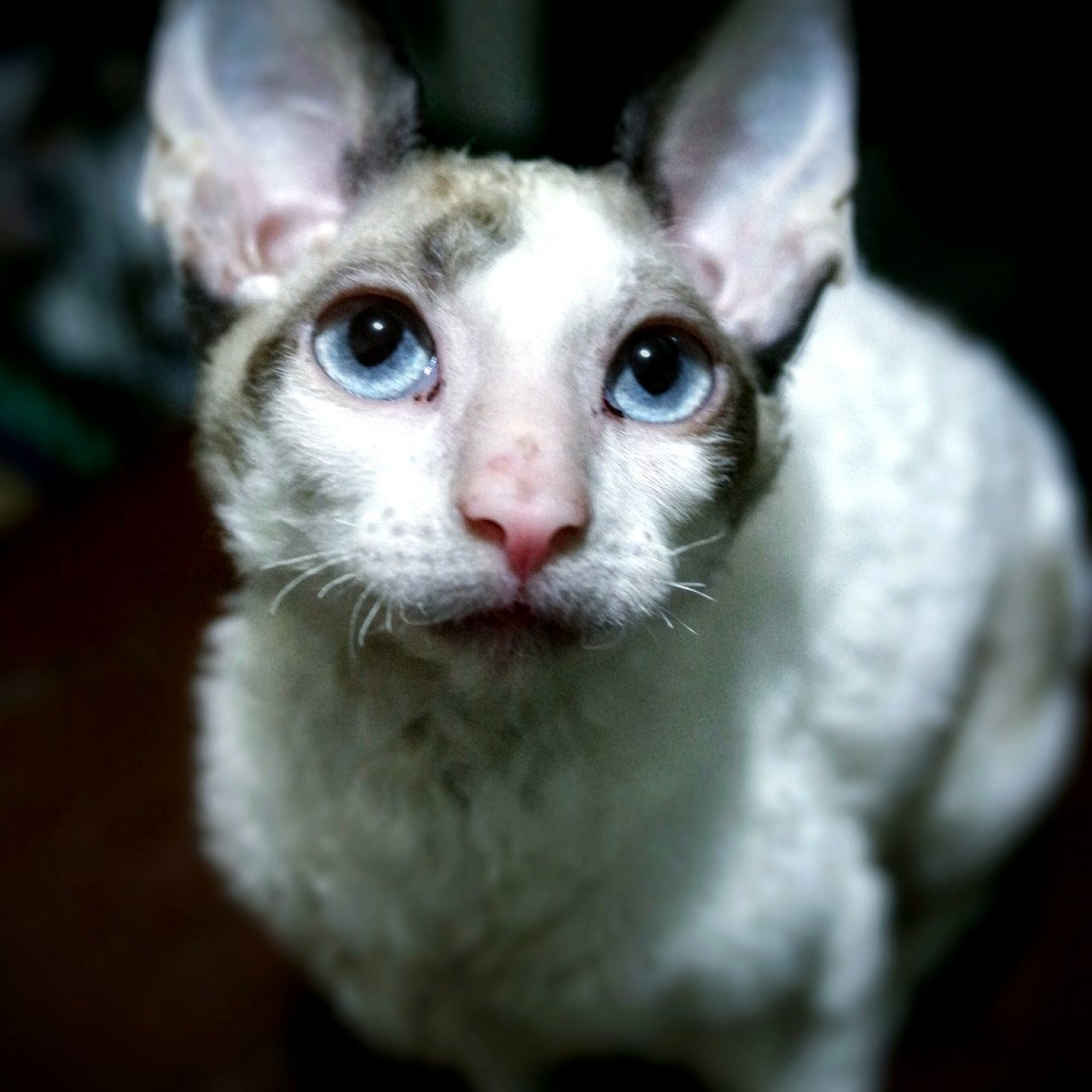 animal themes, one animal, portrait, looking at camera, close-up, pets, mammal, focus on foreground, domestic animals, animal head, domestic cat, white color, whisker, indoors, alertness, front view, cat, selective focus, black background, animal eye