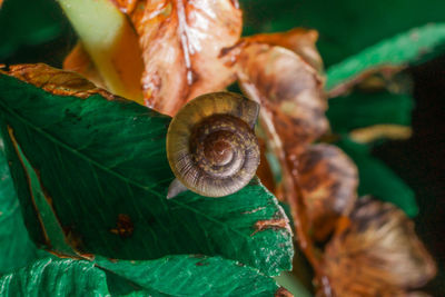 Close-up of snail on leaf