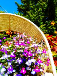 Close-up of purple flowering plants in garden