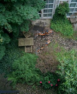 High angle view of flowering plants in yard