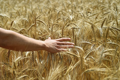 Close-up of hand touching wheat plants on field