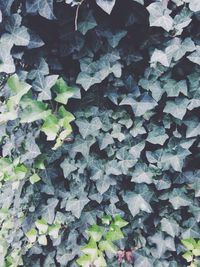 Full frame shot of green leaves