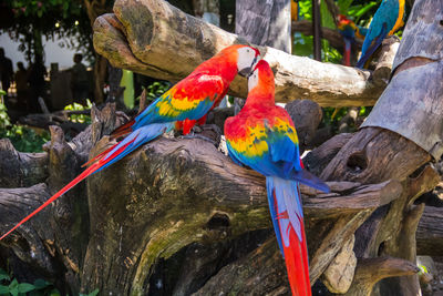 Close-up of parrot perching on branch