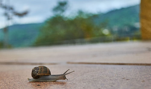 Close-up of snail on road