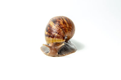 Close-up of snail against white background