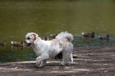 View of a dog in water