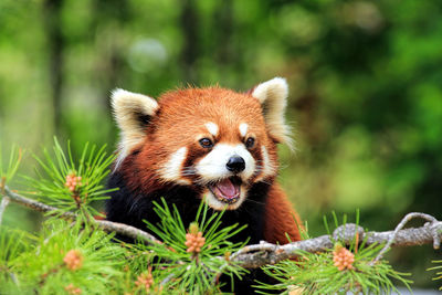 Close-up of a red panda looking away