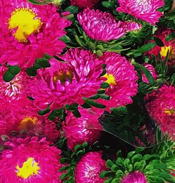 Close-up of pink flowers