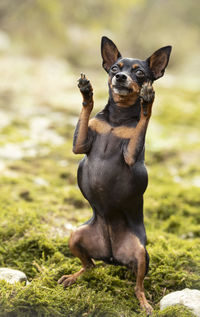 Dog standing on field