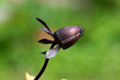 Close-up of red flower bud