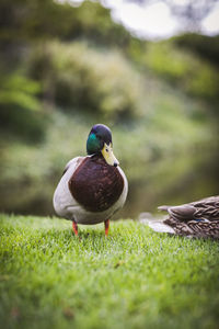 Close-up of mallard duck on field