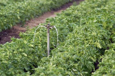 Plants growing in farm