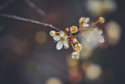 Close-up of cherry blossoms in spring