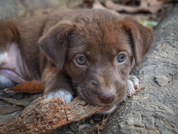 Close-up portrait of a dog