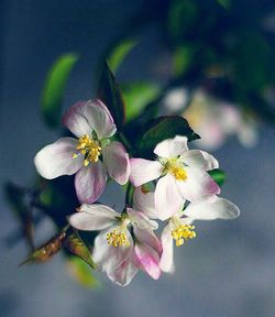 Close-up of fresh flowers on tree