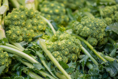 Cime di rapa, rapini or broccoli rabe in a street food market, vegetable, mediterranean cuisine