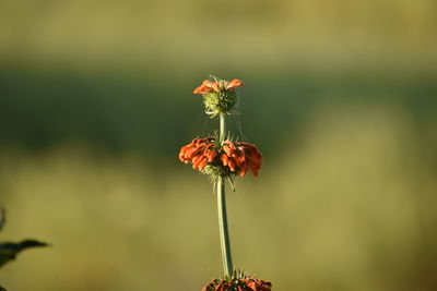 Close-up of red flowering plant