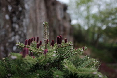 Close-up of plant growing against blurred background