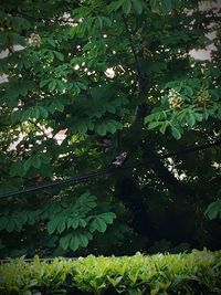 Plants growing on a tree