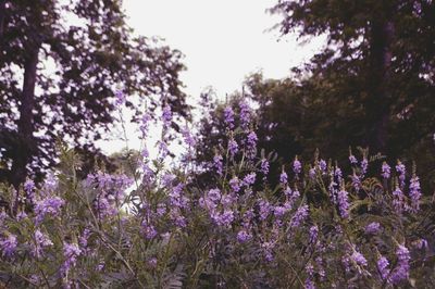 Pink flowers blooming on tree