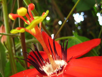 Close-up of red flower blooming outdoors