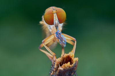 Close-up of insect