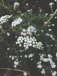 Close-up of white flowers blooming on tree