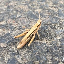 High angle view of grasshopper on wall