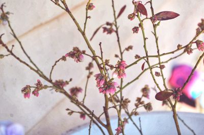 Close-up of pink cherry blossom tree
