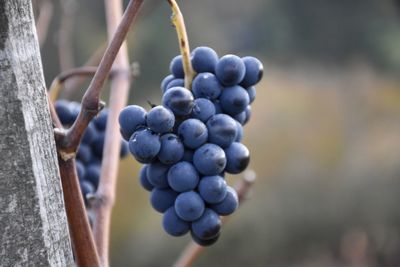 Close-up of grapes in vineyard