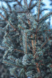 Close-up of pine tree during winter