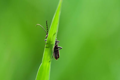 Close-up of insect on plant