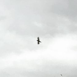 Low angle view of bird flying in sky